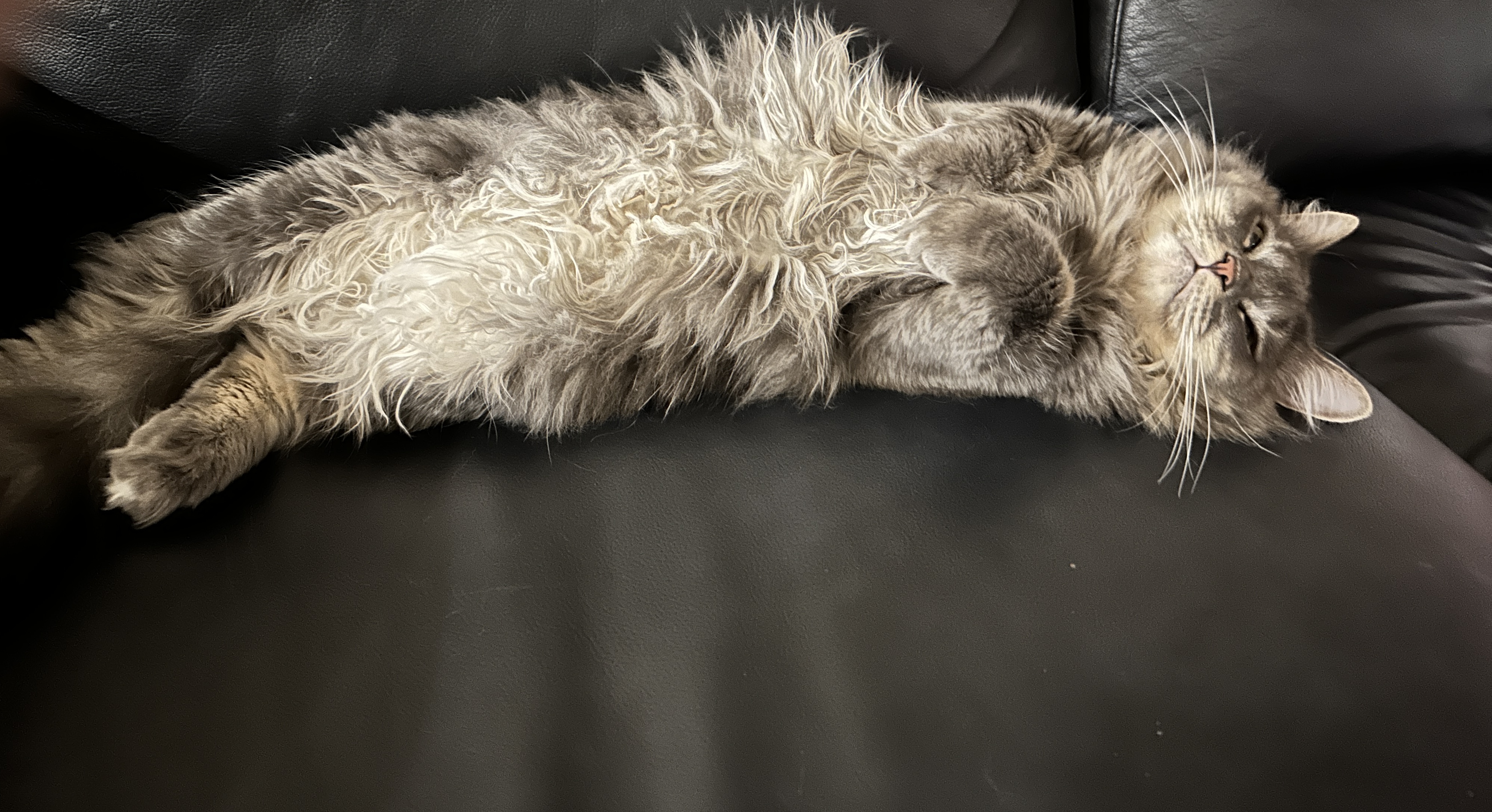 Pet Safe Pest Management & Termite Solutions Pet Gallery: Princess Fi Fi Levingston